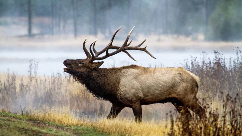 USA-american-west-eland