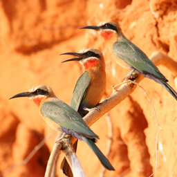 Botswana-Okavango-Delta-Nxamaseri-Island-Lodge-wildlife-3