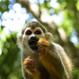 Latijns-Amerika-Colombia-Tayrona-NP-Algemeen-4-capuchin