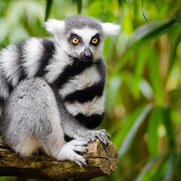 madagaskar-andasibe-het-lumureneiland-4-google