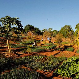 Madagaskar-Anjajavy-hotel-Le Lodge-moestuin