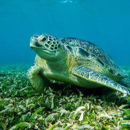 Madagaskar-nosy-komba-shutterstock_2415512901