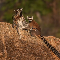 Madagaskar-Ranohira-shutterstock_2235257215