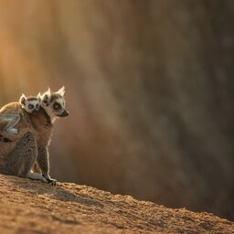 Madagaskar-Ranohira-shutterstock_2268832739