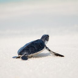Seychellen-Denis-Island-Excursie-Turtles-hatching-season-jcob-nasyr-unsplash