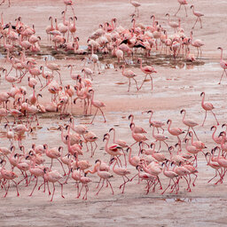 Tanzania-Lake-Natron-groep-flamingos