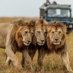 Tanzania-safari-serengeti-national-park-google-2