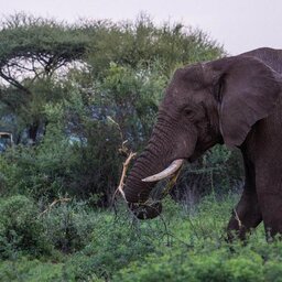 Tanzania-serengeti-sound-of-silence-10