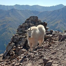 Verenigde staten - USA - VS - Colorado - Rocky Mountains National Park (7)