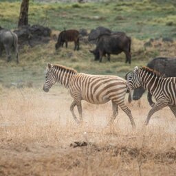 Afrika-Kenia-Lake-Nakuru-Sarova-Lion-Hill-lodge-zebra