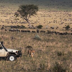 Kenia-Masai-Mara-Sarova-mara-game-camp-leeuw